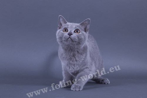 CHARTREUX_11 (RACE)